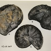 Cover image of Ammonite Fossil